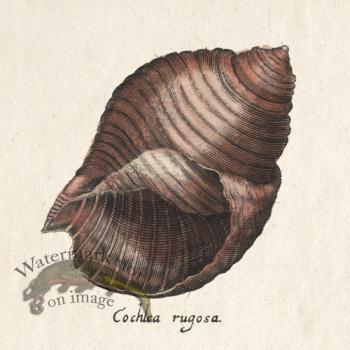 Merian Shell 10
